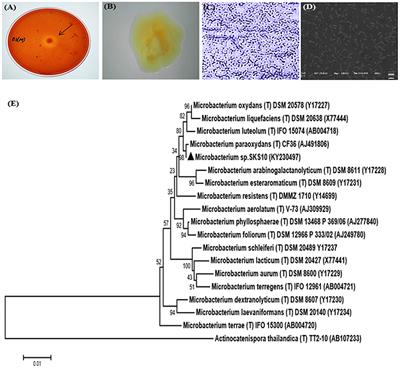 Enzymatic Degradation of Biofilm by Metalloprotease From Microbacterium sp. SKS10